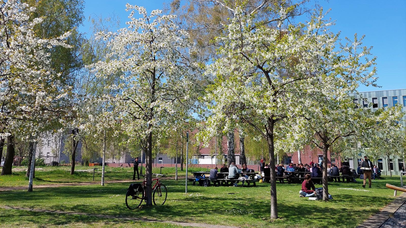 Studierende sitzen neben blühenden Bäumen auf einer Grünfläche der FH Potsdam