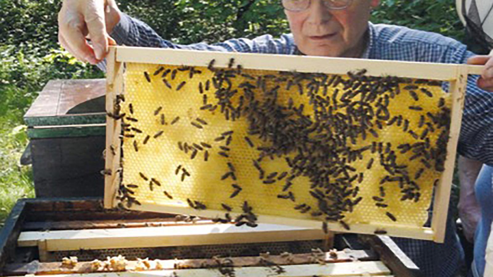 Älterer Mann sieht sich Bienenwaben an
