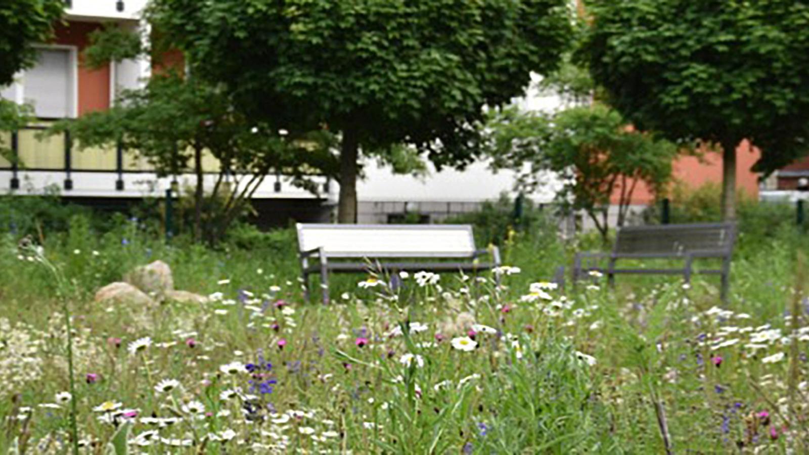 Wiese mit Blumen bei der Fachhochschule Potsdam