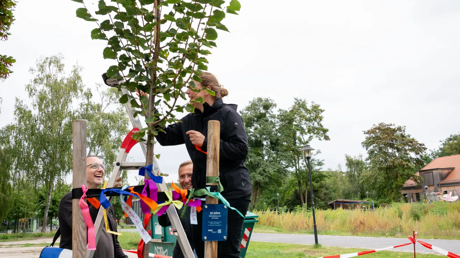 Eine Person steht auf einer Leiter und bringt ein Band auf einem kleinen Baum an