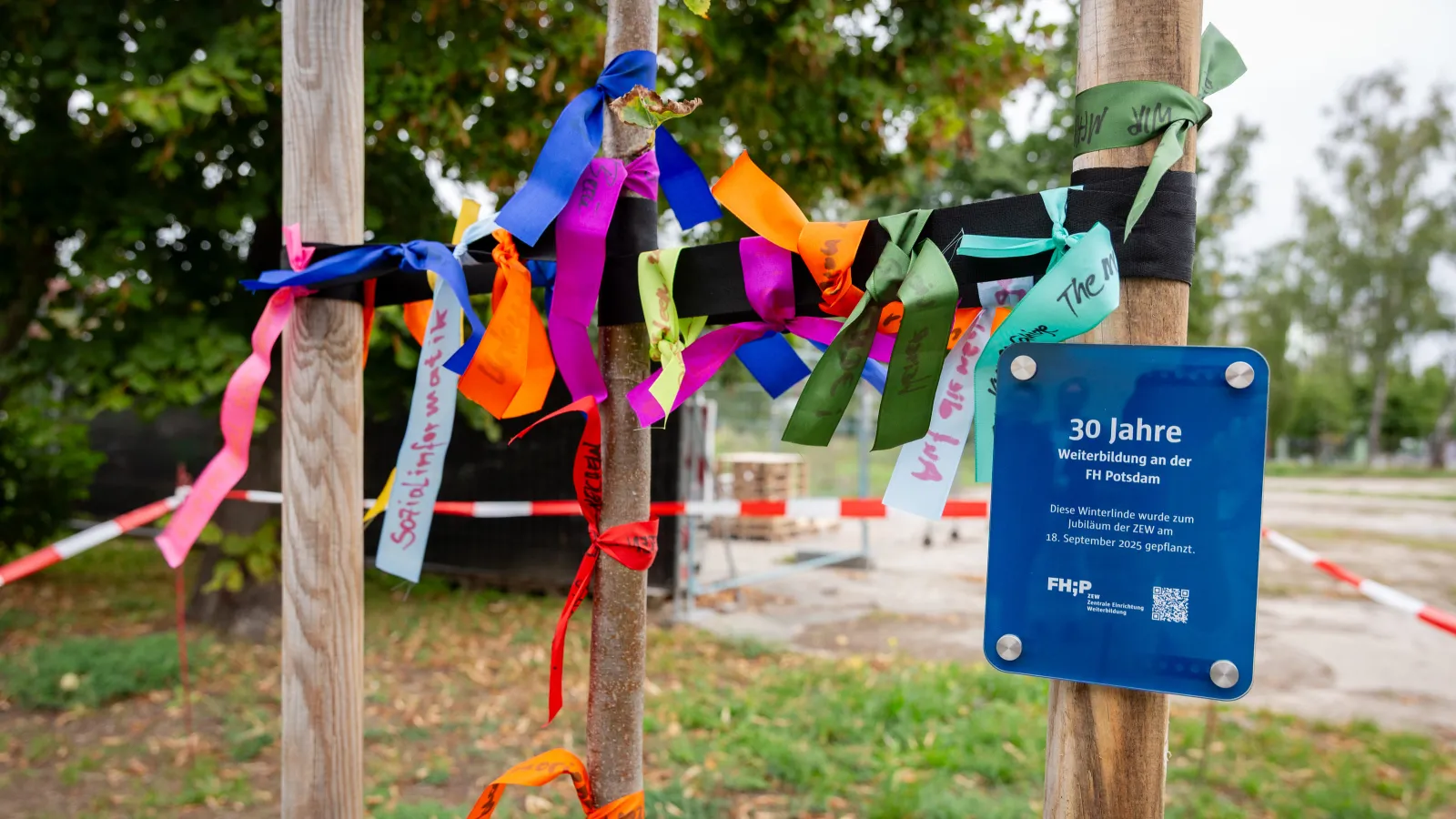 Nahaufnahme einer neu gepflanzten Winterlinde mit ZEW Schild und bunten Bändern