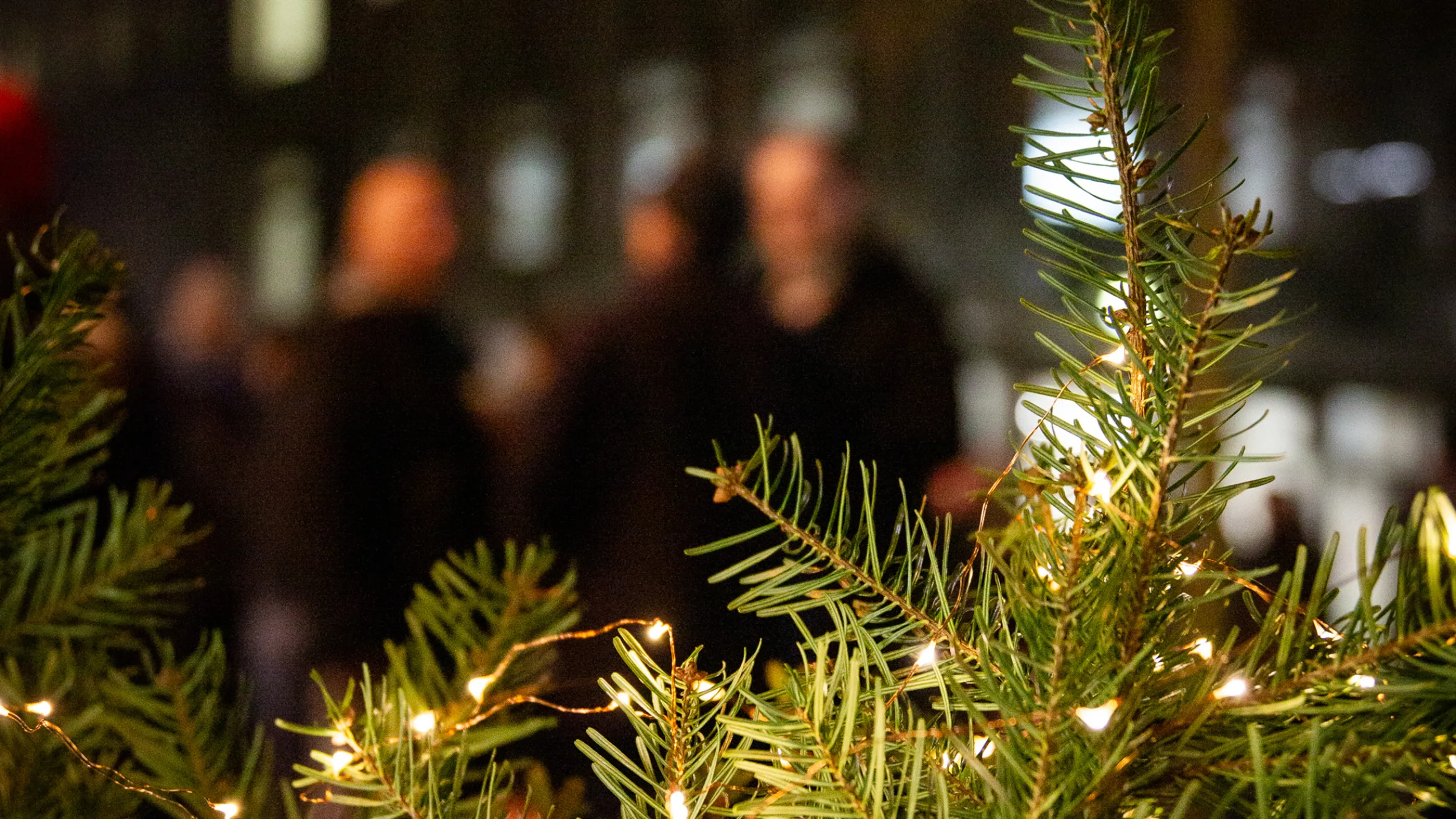 Beleuchteter Tannenzweig auf dem Campus der FHP